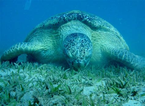 Free photo: Sea Turtle, The Red Sea, Egypt - Free Image on Pixabay ...
