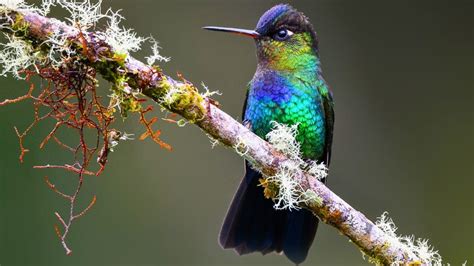 16 Enchanting Types of Hummingbirds Found in U.S.