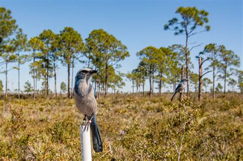 Long-term Florida Scrub-Jay Project | Archbold Biological Station