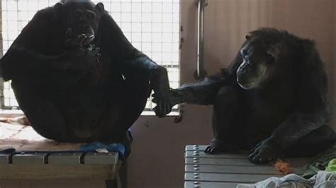 Rescued Chimp Who Spent 18 Years Alone Won't Stop Holding Hands With New Friend - ABC News