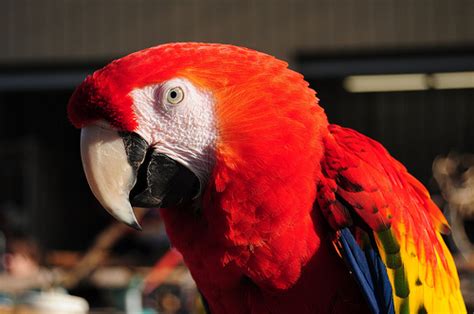 Scarlet Macaw Training Facts : Biological Science Picture Directory ...