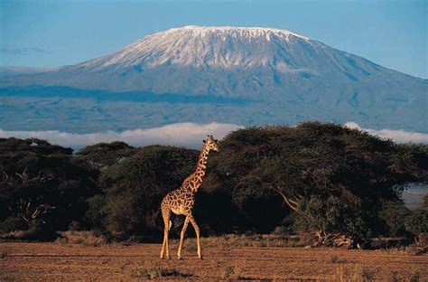 The WMRA Blog: The retreat of Kilimanjaro snow