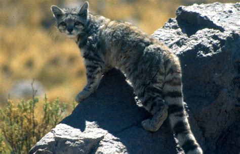 Fantastic felines: a world of wild cats | Natural History Museum