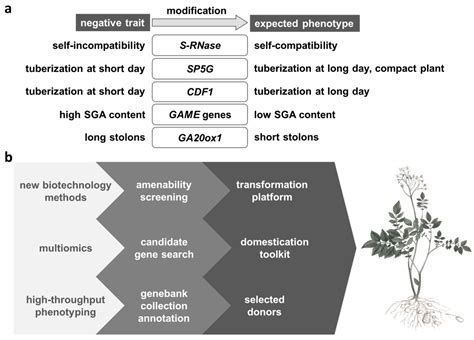 Agronomy | Free Full-Text | De Novo Domestication Concept for Potato ...