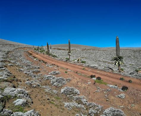 Trekking in the Bale Mountains | Brilliant Ethiopia