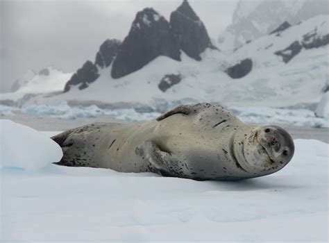 A leopard seal in Antarctica | Leopard Seal Smile