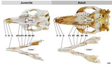 Why do humans grow two sets of teeth? These marsupials are rewriting ...