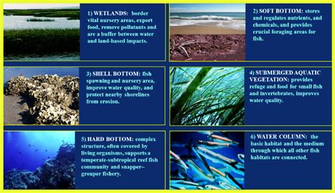 Why Should We Protect Coastal Habitats? - Hook, Line and Science