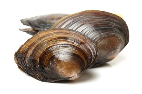 Freshwater Clams: The Many Different Kinds With Their Care Guides