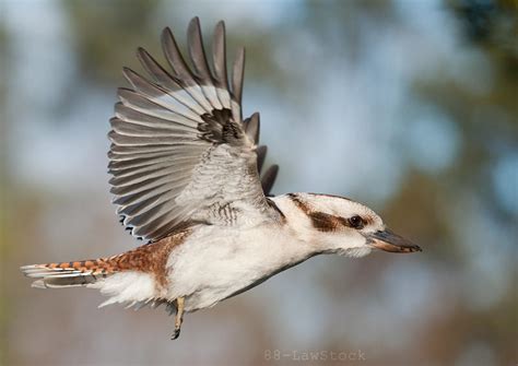 Laughing Kookaburra 06 by 88-Lawstock on DeviantArt