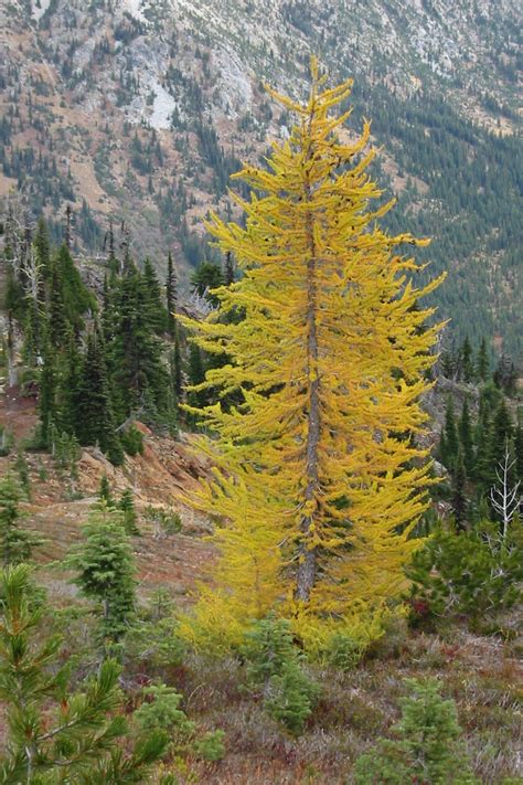 Larch - Wikipedia