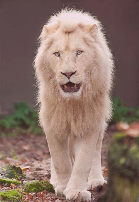 The Majestic White Lion. Photo by Bert Broers | * World of Animals | Pinterest | Animais ...