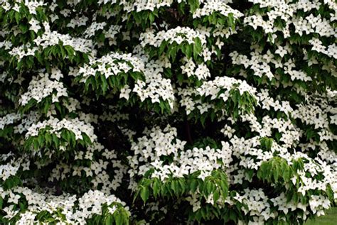 Beautiful Dogwood Trees | Types and Uses