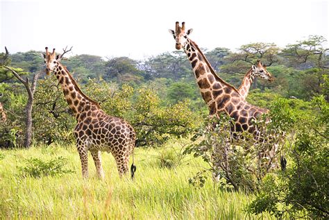 Introduction to Kenya's Wildlife Legislation | Wildlife Law Africa | Legislation and Cases