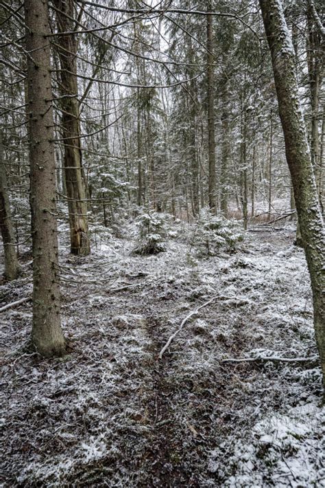 Winter in Estonia - Capture Estonia Nature and Photography Tours