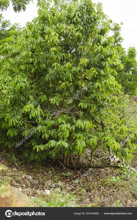 Guanabana Fruit Tree - Does Guanabana Fruit Soursop Have Health Benefits Selfhacked : Maybe you ...