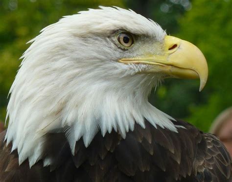 close-up | Bald eagle, Eagle face, American bald eagle