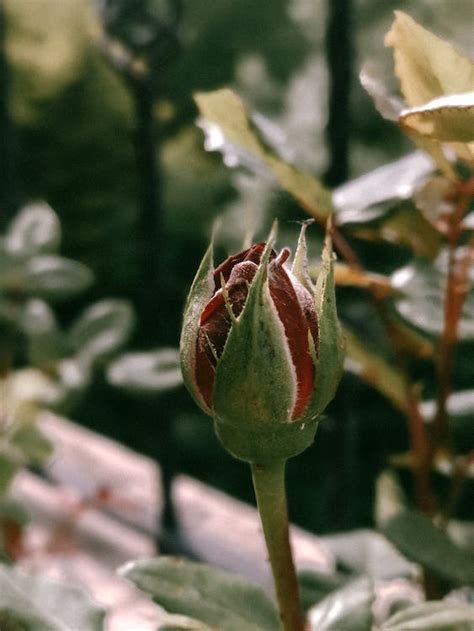 Closeup of a Rose Bud · Free Stock Photo