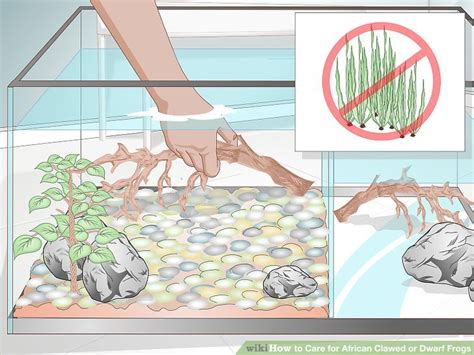 3 Ways to Care for African Clawed or Dwarf Frogs - wikiHow