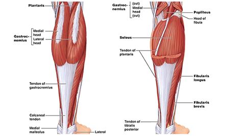 The Cure for Puny Calves