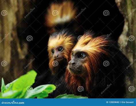 Golden headed Lion Tamarin stock photo. Image of chrysomelas - 12803848