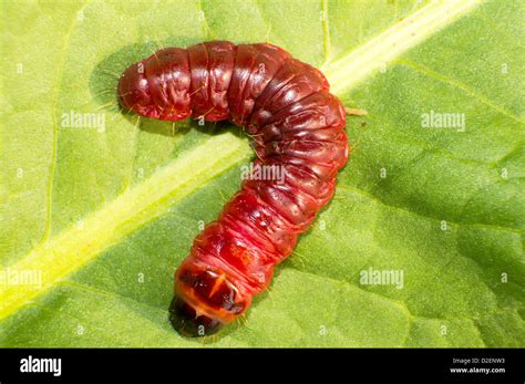 The Cossus cossus red codling moth larvae Stock Photo - Alamy