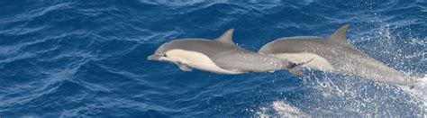 32 Dashing Dolphin Facts From Playful Leaps To Conservation