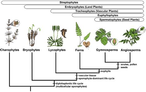 Frontiers | Overlapping Patterns of Gene Expression Between Gametophyte and Sporophyte Phases in ...