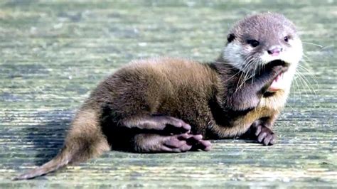 Giant Otter – "OCEAN TREASURES" Memorial Library