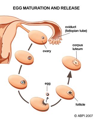 Ovulation and Fertilization