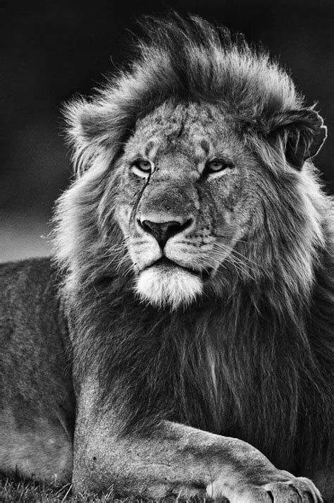 Pin-bild | Videos de animales salvajes, Felinos, Fotos de leones