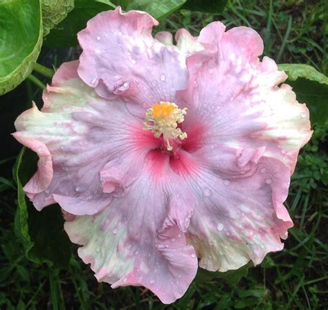 Hawaiian Flowers, Hibiscus Flowers, Tropical Flowers, Unusual Flowers, Love Flowers, Florist ...