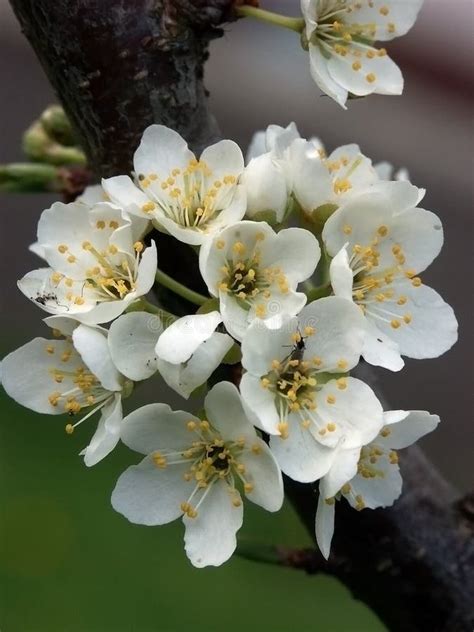 Plum Blossoms stock image. Image of vegetation, season - 601093