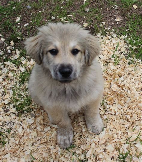 Great Pyrenees dog for Adoption in Spring, TX. ADN-452972 on PuppyFinder.com Gender: Female. Age ...