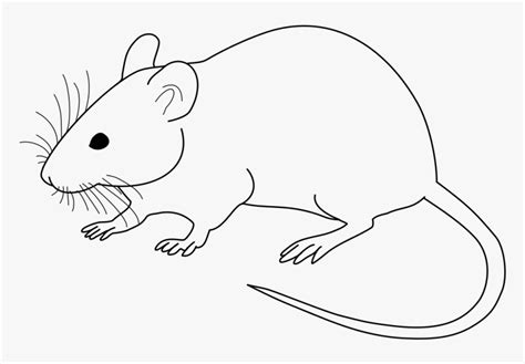 Clip Art Rat Black And White Clipart - Black And White Image Of Rat, HD Png Download - kindpng