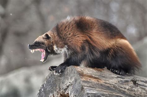 In Which I am Randomly Obsessed with Wolverines - Meghan Masterson ...