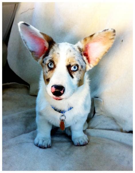 Flashback Friday: An Ode To Cardigan Corgi Ears - The Daily Corgi