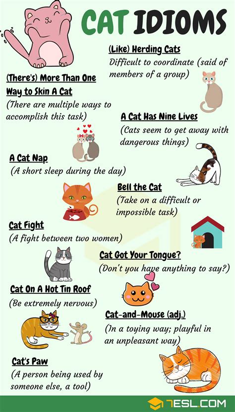 CAT Idioms: 30 Useful Cat Idioms & Sayings in English • 7ESL