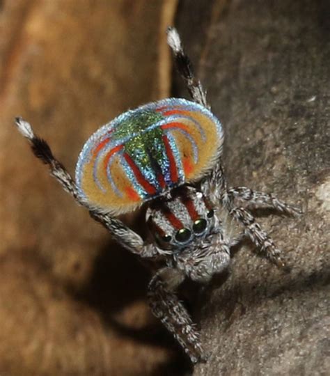 The Flying Peacock Spider (Maratus volans) is one of 107 species of peacock spider. They display ...