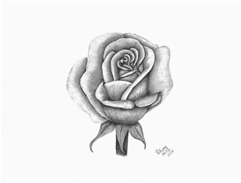 A Single Rose Drawing by Patricia Hiltz - Fine Art America