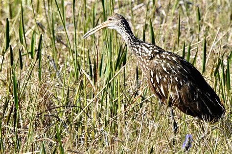 Limpkin