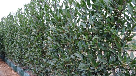 Laurus nobilis (Bay laurel) | Hedge from Twining Valley Nurs… | Flickr