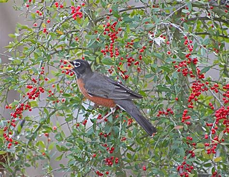 Robin Eating Yaupon Holly Berries Photograph by Jeanne Kay Juhos