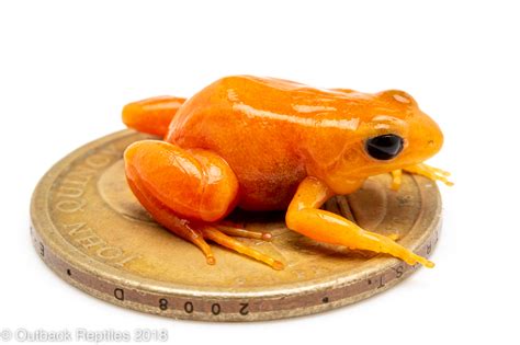 golden mantella-4 | Outback Reptiles