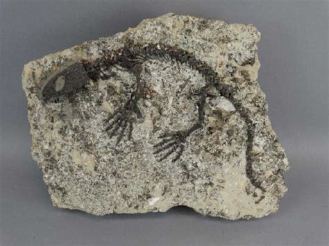 CAPTORHINUS FOSSIL -Extinct Permian Period Reptile