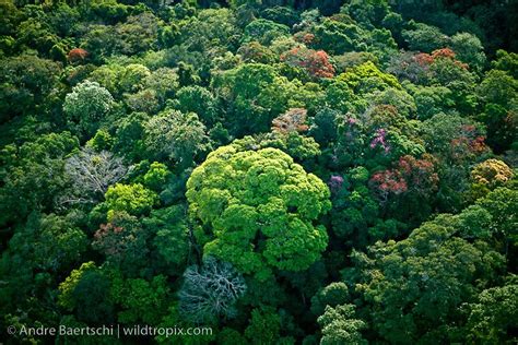 pictures of tropical rainforests canopys | Aerial view of lowland tropical rainforest canopy ...