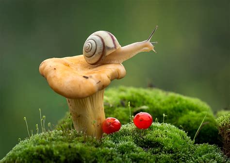 Download Mushroom Moss Mollusc Macro Animal Snail HD Wallpaper