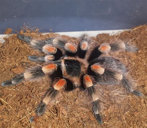 Brachypelma-hamorii-for-sale