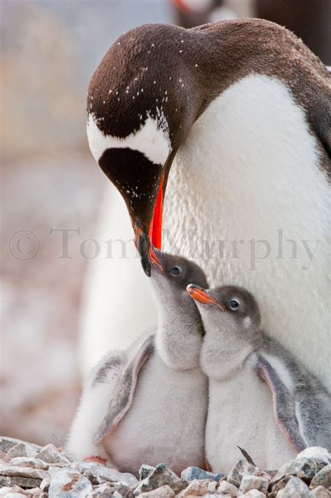 Gentoo Penguin & Chicks – Tom Murphy Photography