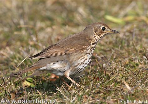 Turdus philomelos Pictures, Song Thrush Images, Nature Wildlife Photos ...